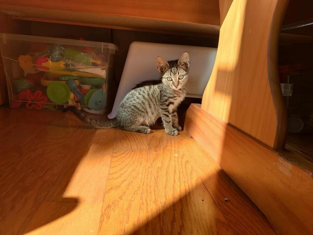 **Cat Cafe** Scotch, a Adoptable Domestic Short Hair in Topeka, KS image 2/5