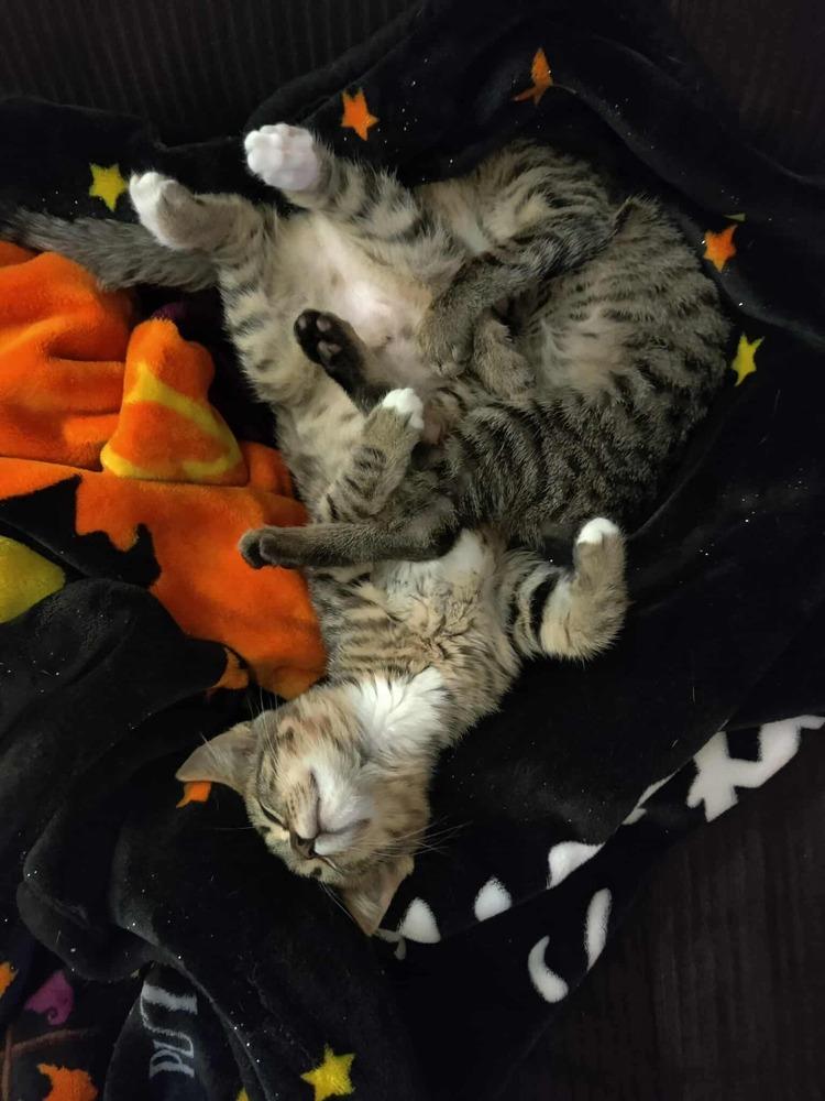 **Cat Cafe** Scotch, a Adoptable Domestic Short Hair in Topeka, KS image 3/5