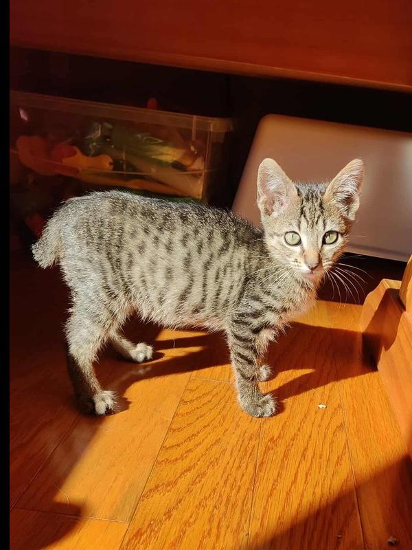 **Cat Cafe** Scotch, a Adoptable Domestic Short Hair in Topeka, KS image 5/5