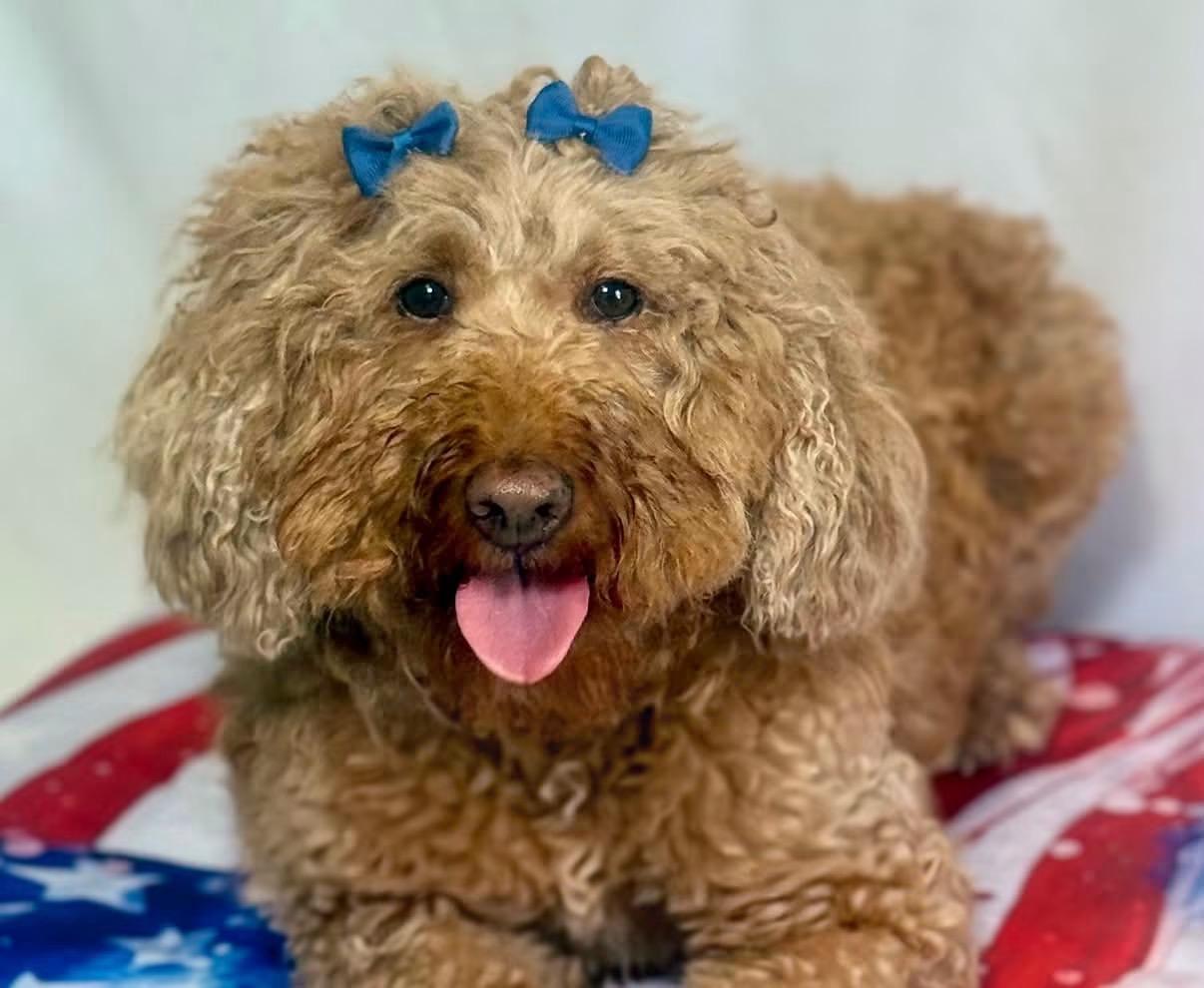 Josephine, adopted, Adult Female Goldendoodle.