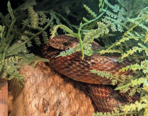 Enlarge Jake from SnakeFarm - Corn Snake, an adopted Corn / Rat in Greenfield, WI image 1/2