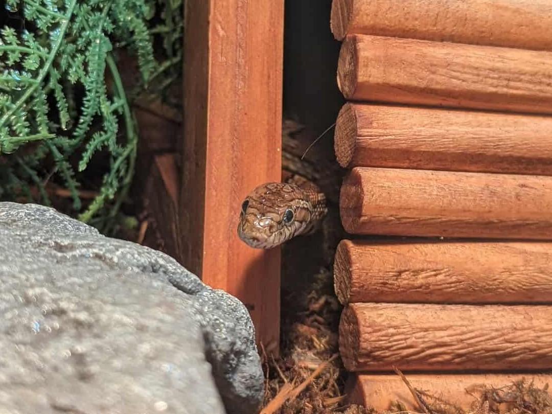 Enlarge Jake from SnakeFarm - Corn Snake, an adopted Corn / Rat in Greenfield, WI image 2/2