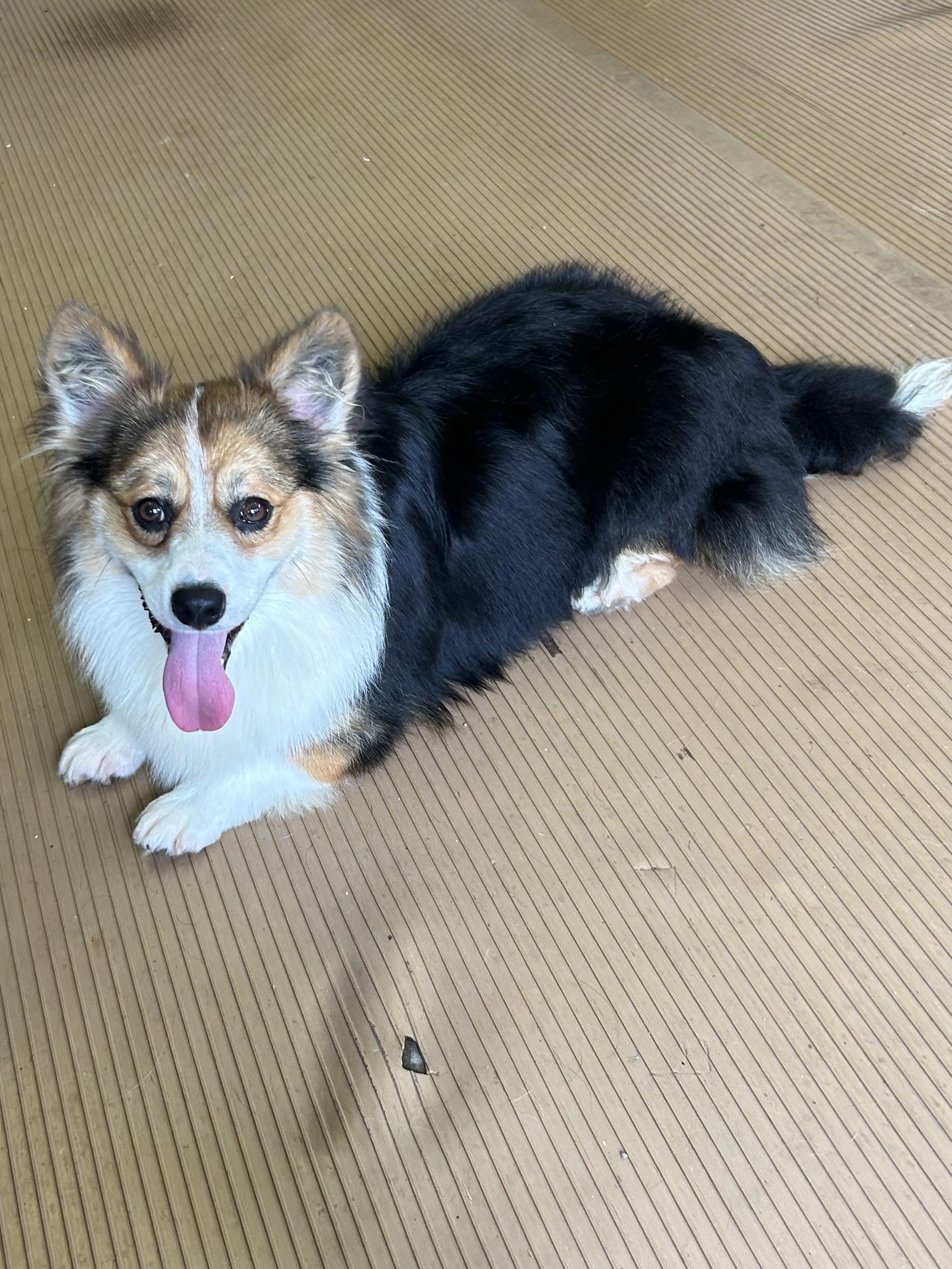 GUS, a Adoptable Corgi in Elyria, OH image 3/6