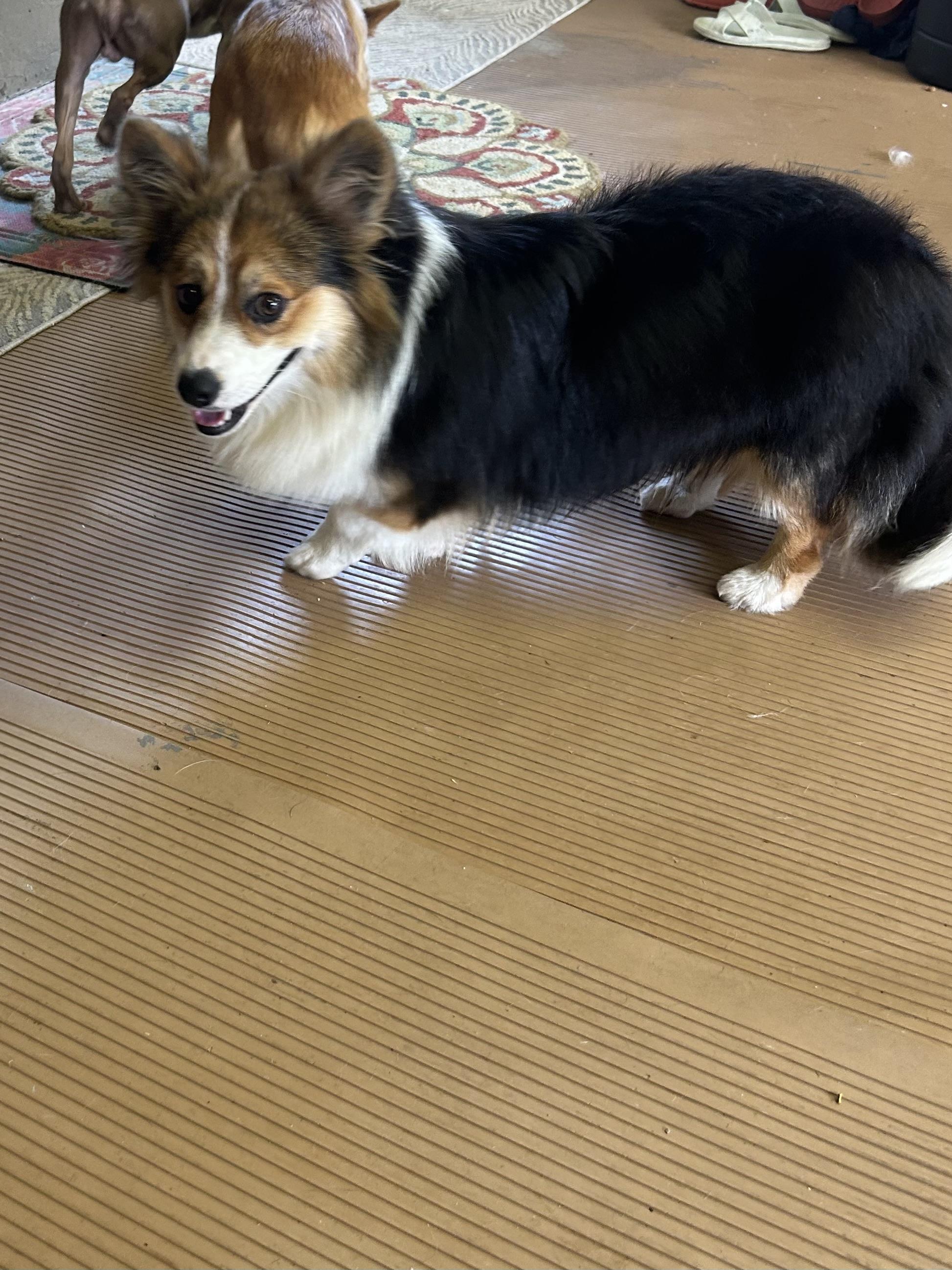 GUS, a Adoptable Corgi in Elyria, OH image 4/6