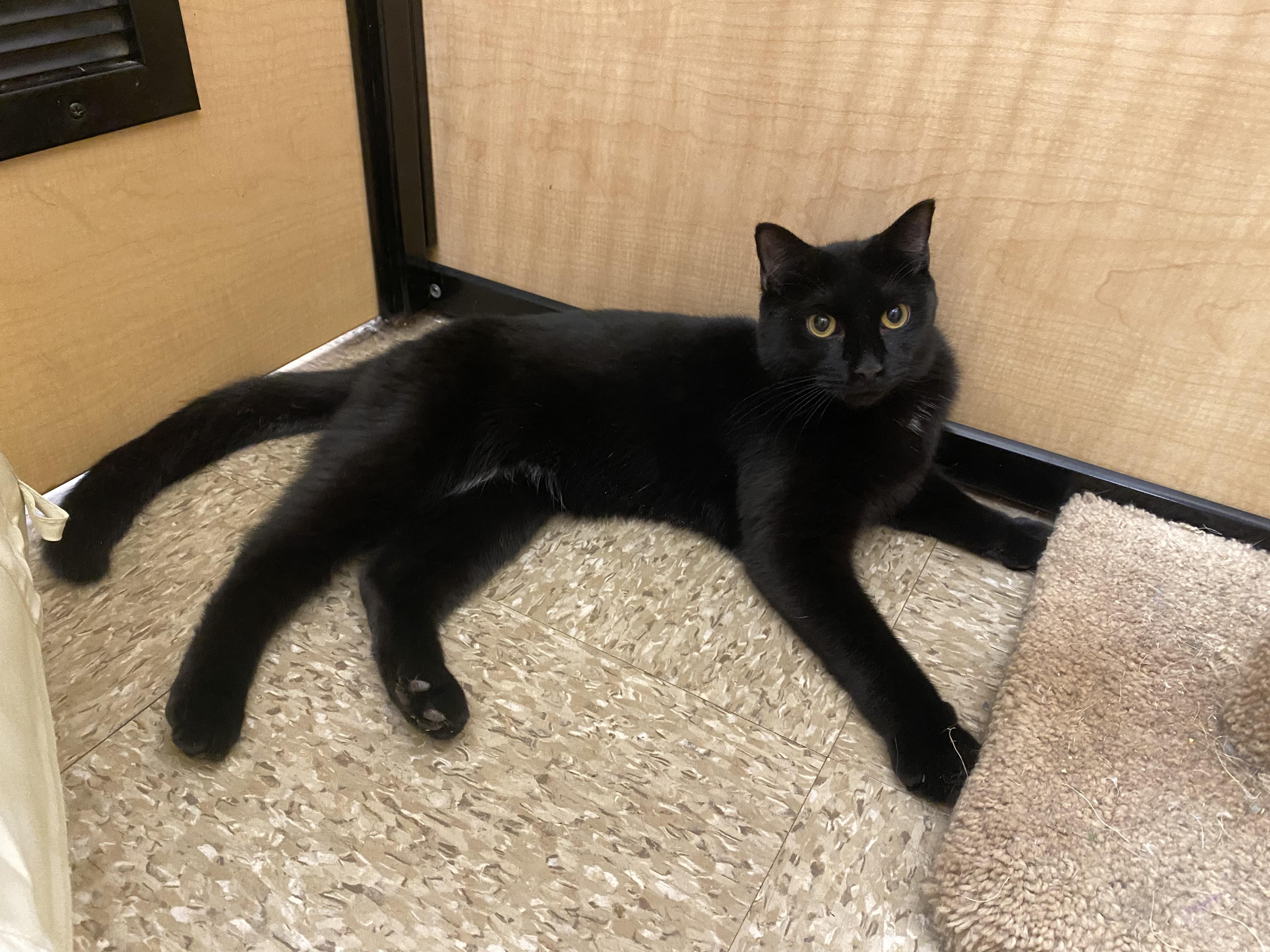 Enlarge Milo (bonded with Pixie), a ADOPTABLE Domestic Short Hair in Worcester, MA image 2/4