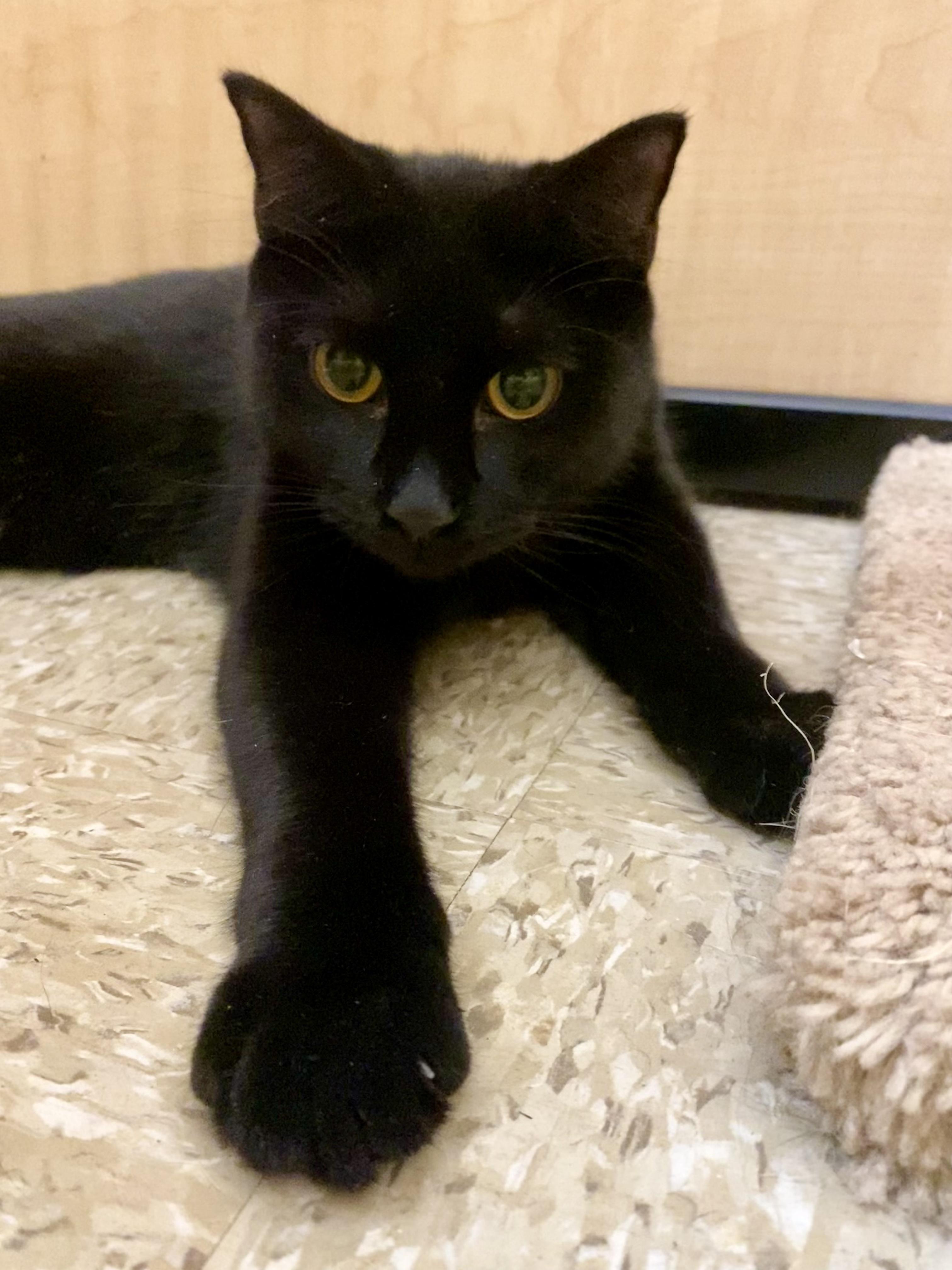 Enlarge Milo (bonded with Pixie), a ADOPTABLE Domestic Short Hair in Worcester, MA image 3/4