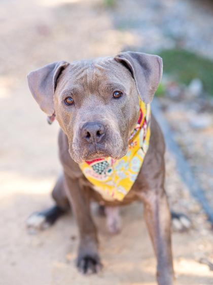 To, a Adoptable Mixed Breed in Atlanta, GA image 1/3