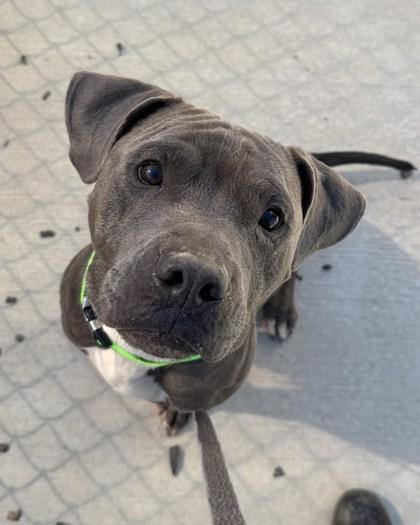 To, a Adoptable Mixed Breed in Atlanta, GA image 2/3