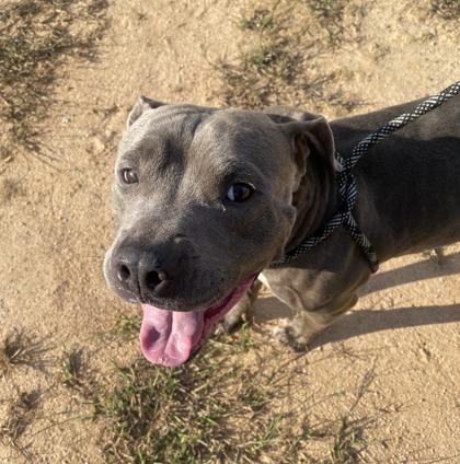 To, a Adoptable Mixed Breed in Atlanta, GA image 3/3