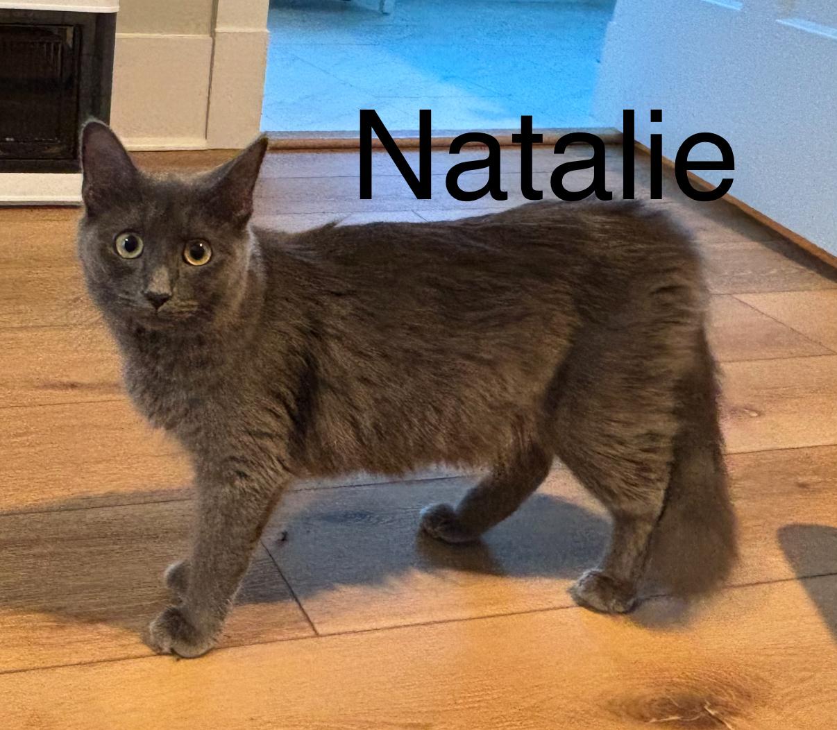 Natalie, Adoptable, Adult Female Domestic Medium Hair.