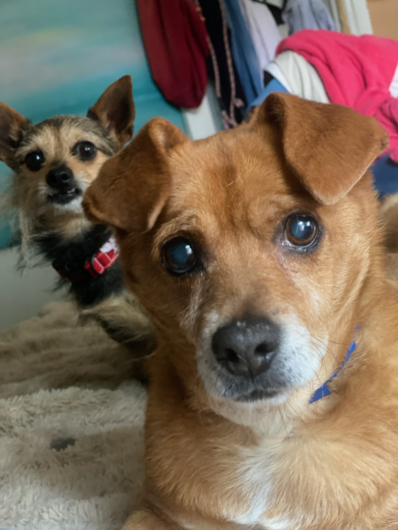 Enlarge Gonzo, a Adoptable mixed breed in Sanger, CA image 4/6