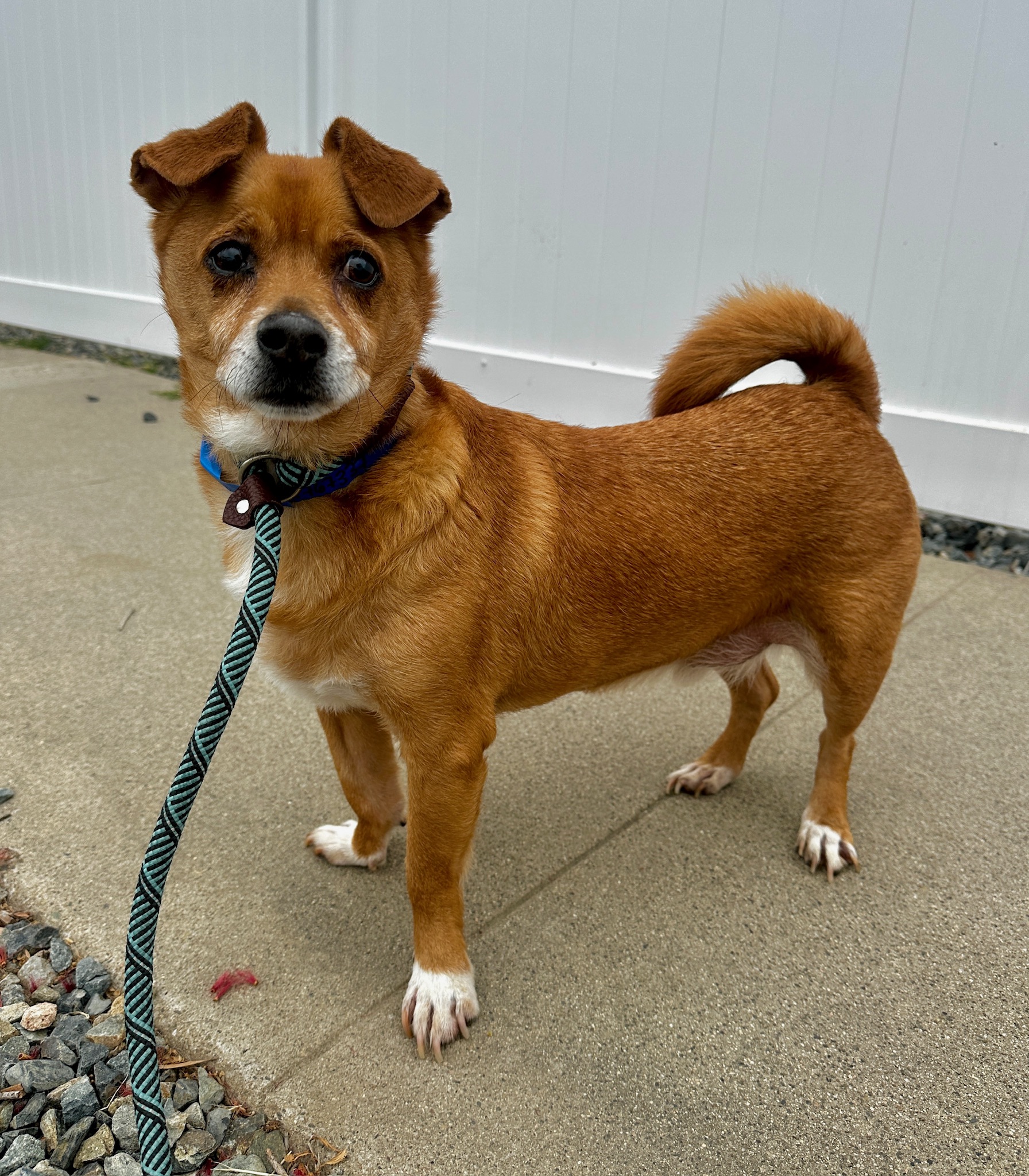Enlarge Gonzo, a Adoptable mixed breed in Sanger, CA image 5/6