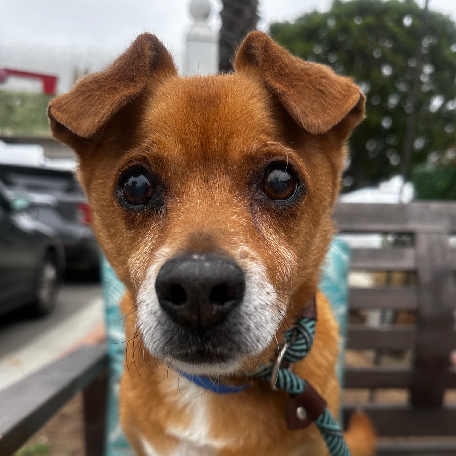 Enlarge Gonzo, a Adoptable mixed breed in Sanger, CA image 2/6