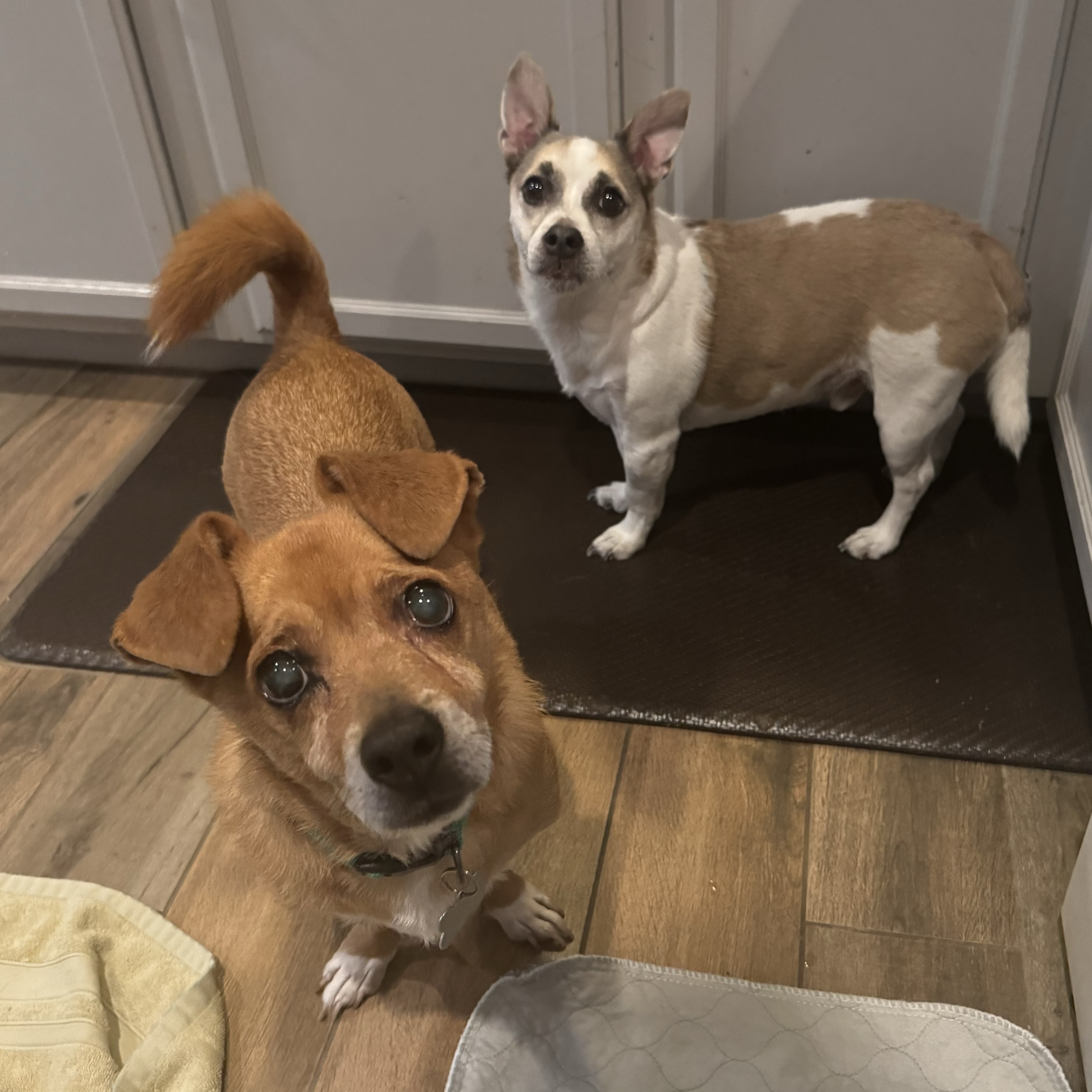 Enlarge Gonzo, a Adoptable mixed breed in Sanger, CA image 3/6
