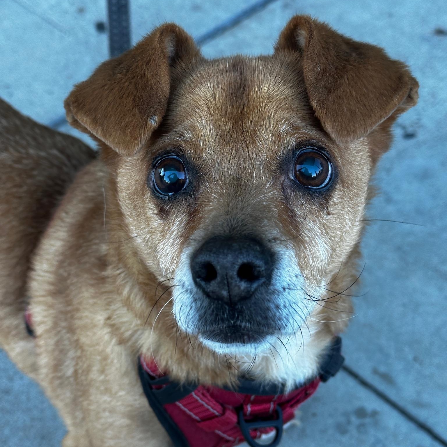 Enlarge Gonzo, a Adoptable mixed breed in Sanger, CA image 1/6