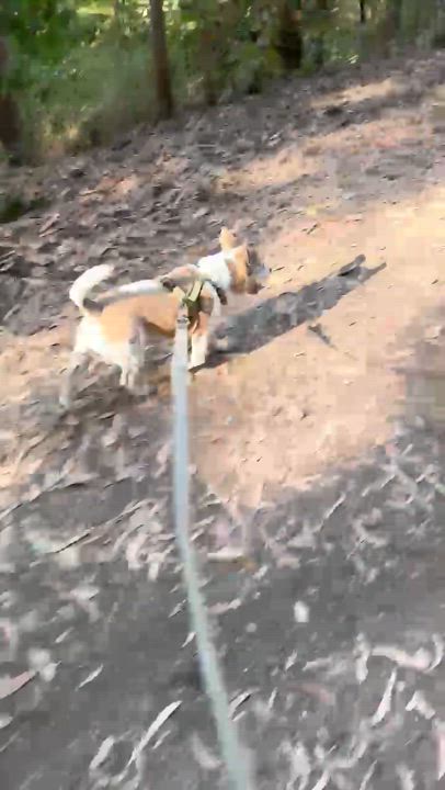 Enlarge Gonzo, a Adoptable mixed breed in Sanger, CA video 6/6