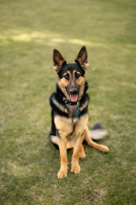 Enlarge Saoirse, a ADOPTABLE mixed breed in Wichita Falls, TX image 4/4