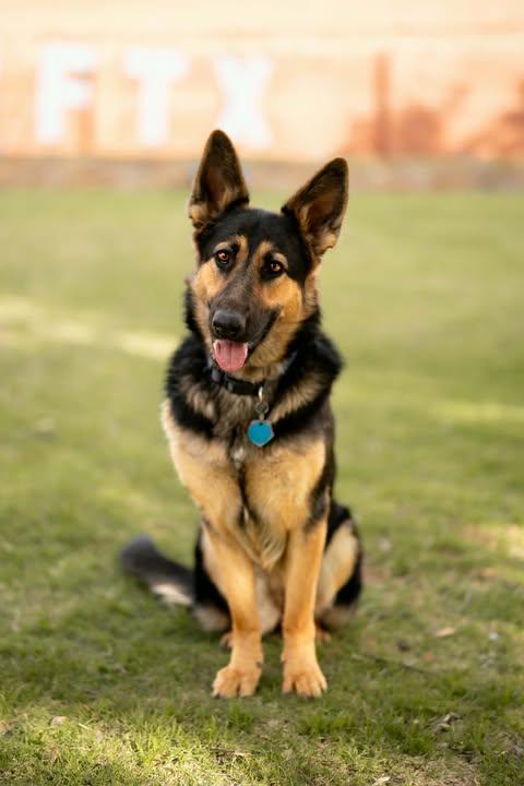 Saoirse, ADOPTABLE, Young Female German Shepherd Dog.