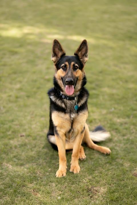 Enlarge Saoirse, a ADOPTABLE mixed breed in Wichita Falls, TX image 3/4
