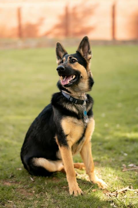 Enlarge Saoirse, a ADOPTABLE mixed breed in Wichita Falls, TX image 2/4