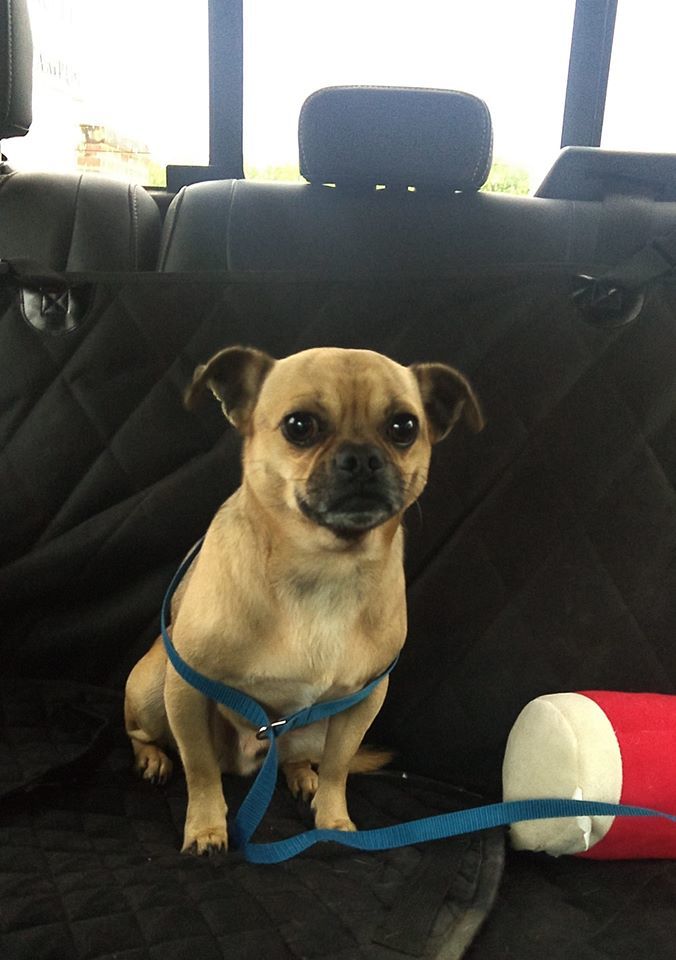 Auggie, Adoptable, Young Male Pug & Chihuahua.
