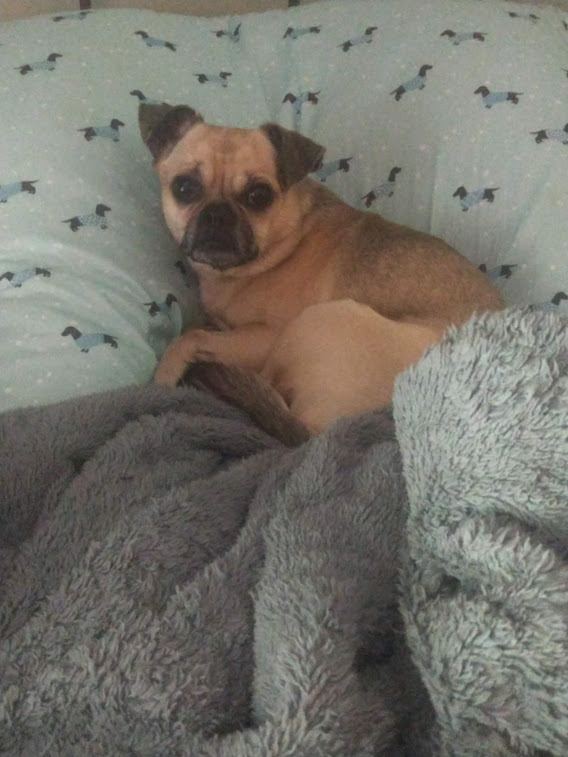 Enlarge Auggie, a Adoptable mixed breed in Woodstock, GA image 3/10