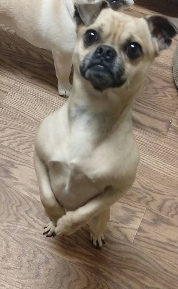 Enlarge Auggie, a Adoptable mixed breed in Woodstock, GA image 4/10