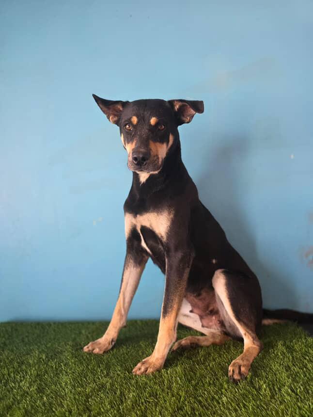 Tina, Adoptable, Young Female Doberman Pinscher.