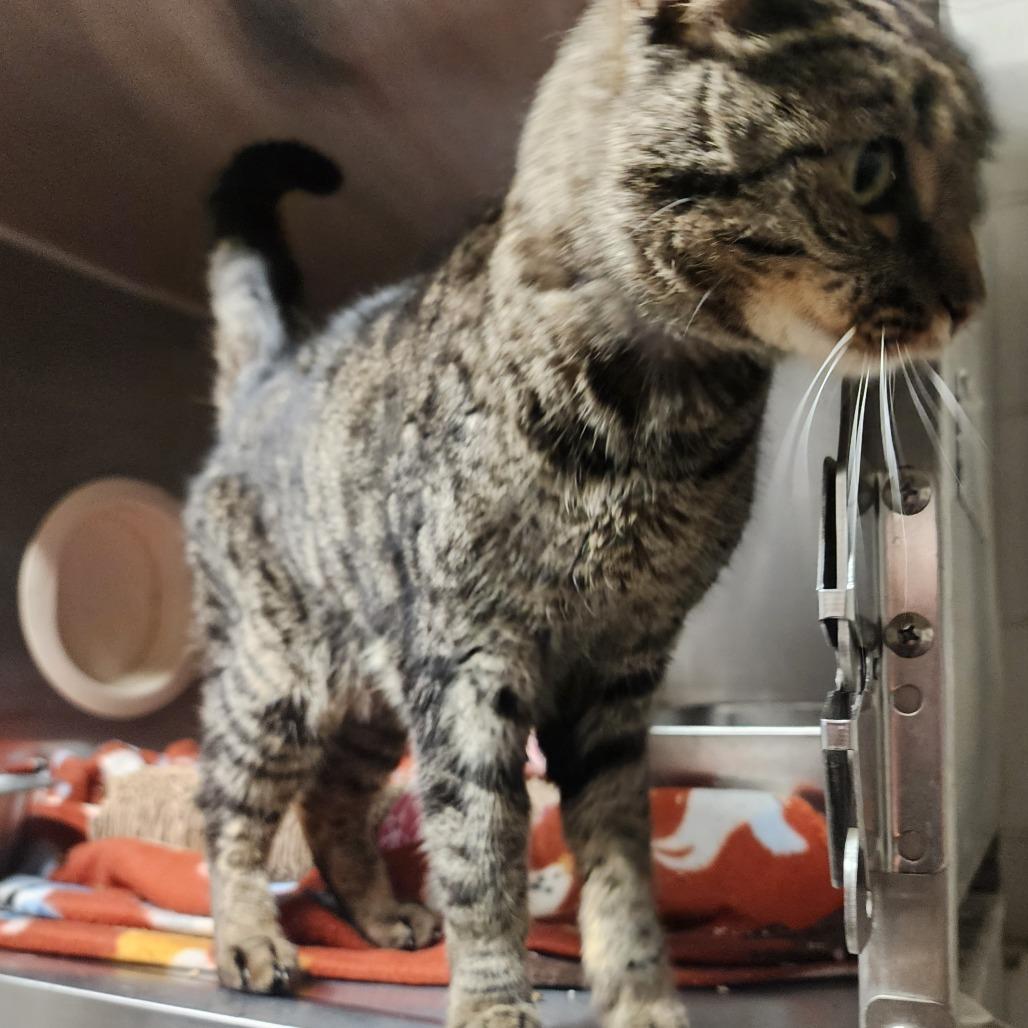 Maya, Adoptable, Adult Female Domestic Short Hair.
