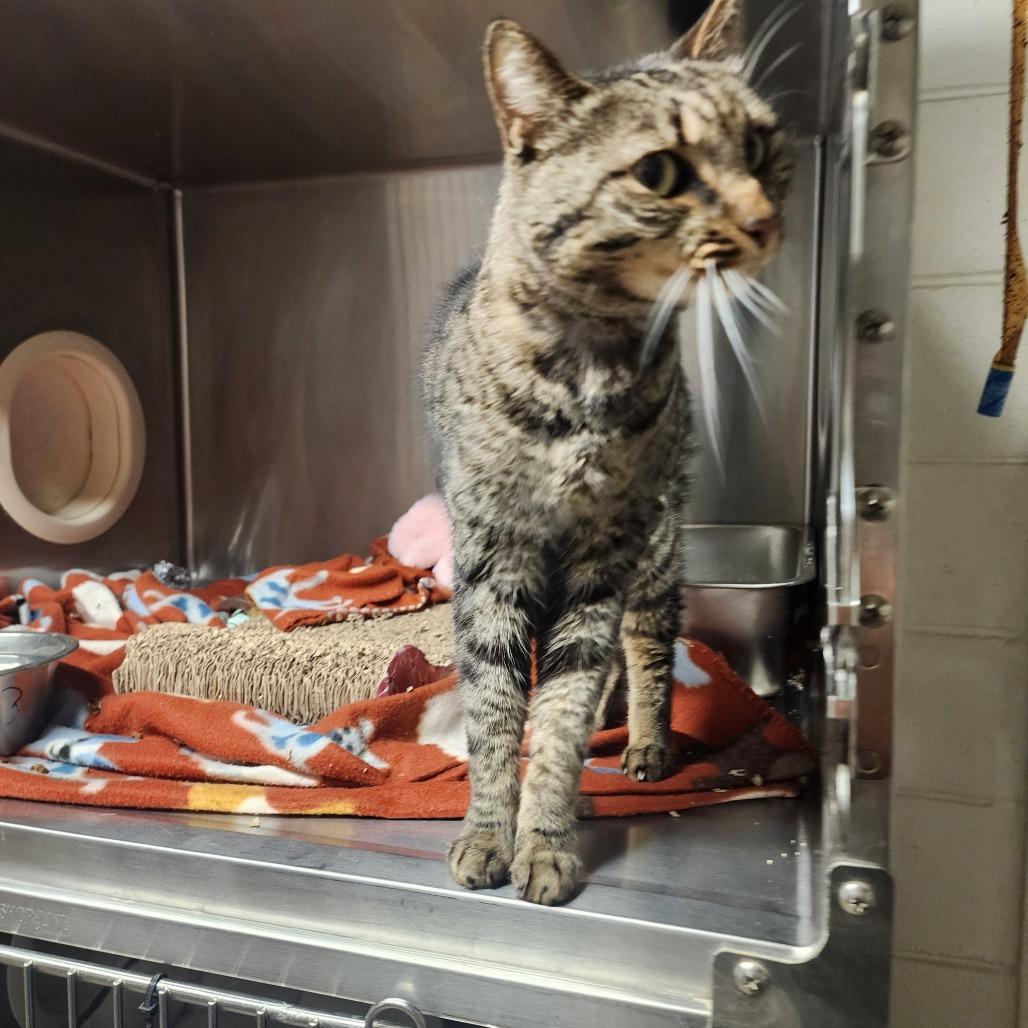 Enlarge Maya, a Adoptable Domestic Short Hair in Evensville, TN image 2/6