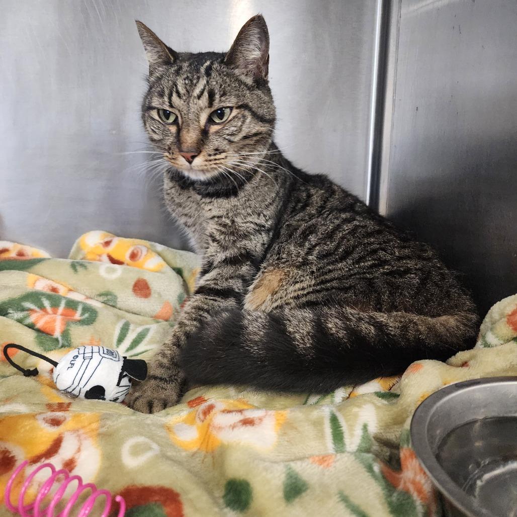 Enlarge Maya, a Adoptable Domestic Short Hair in Evensville, TN image 3/6