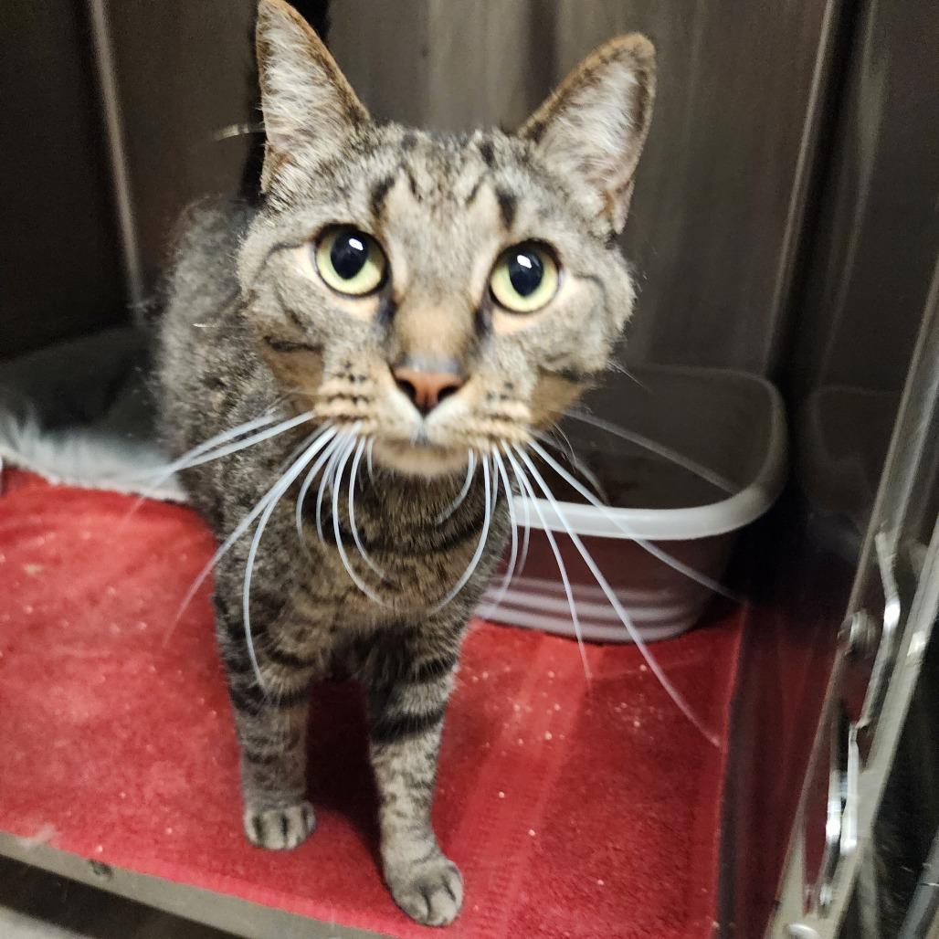 Enlarge Maya, a Adoptable Domestic Short Hair in Evensville, TN image 4/6