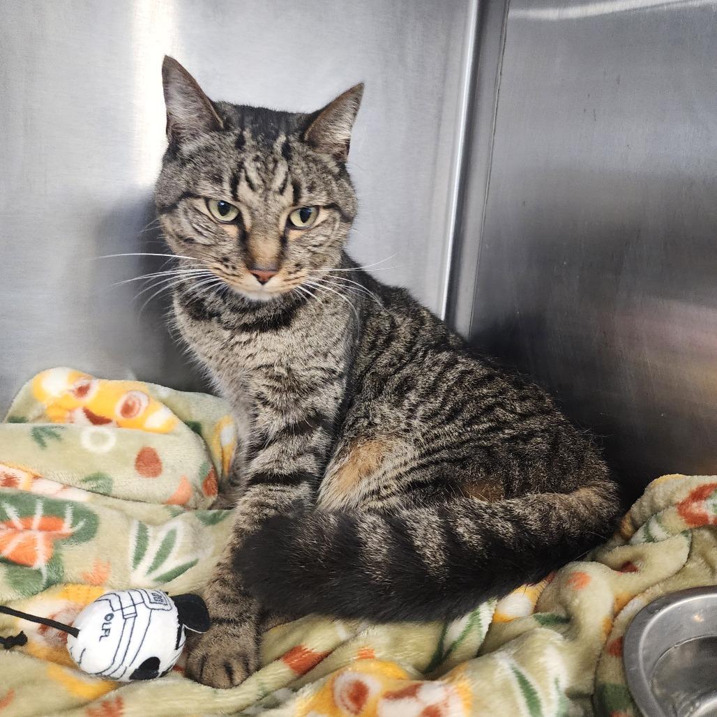Enlarge Maya, a Adoptable Domestic Short Hair in Evensville, TN image 5/6