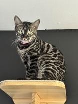 Pinky, adopted, Young Female Bengal.