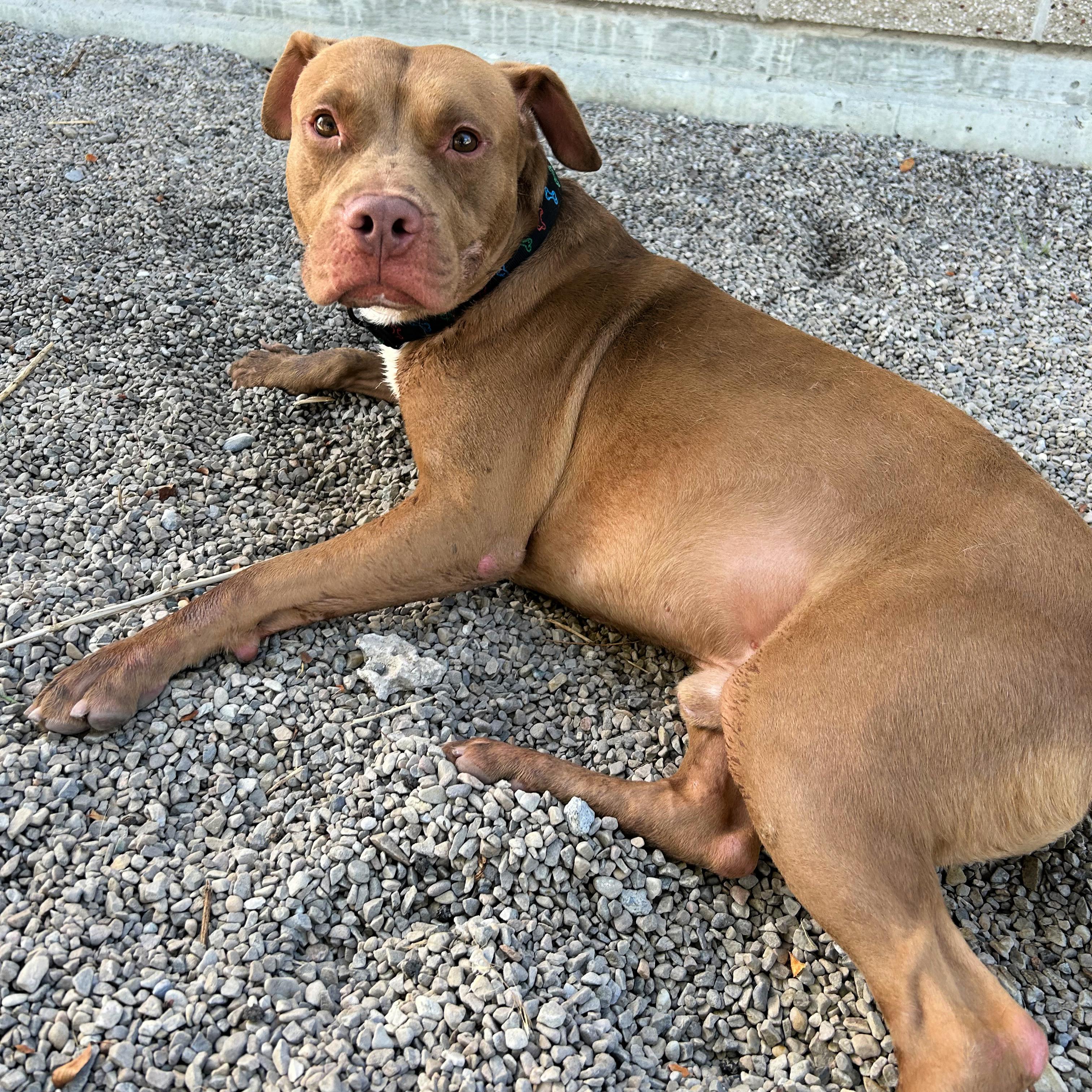 Enlarge Creed, a Adoptable mixed breed in Lindon, UT image 4/5