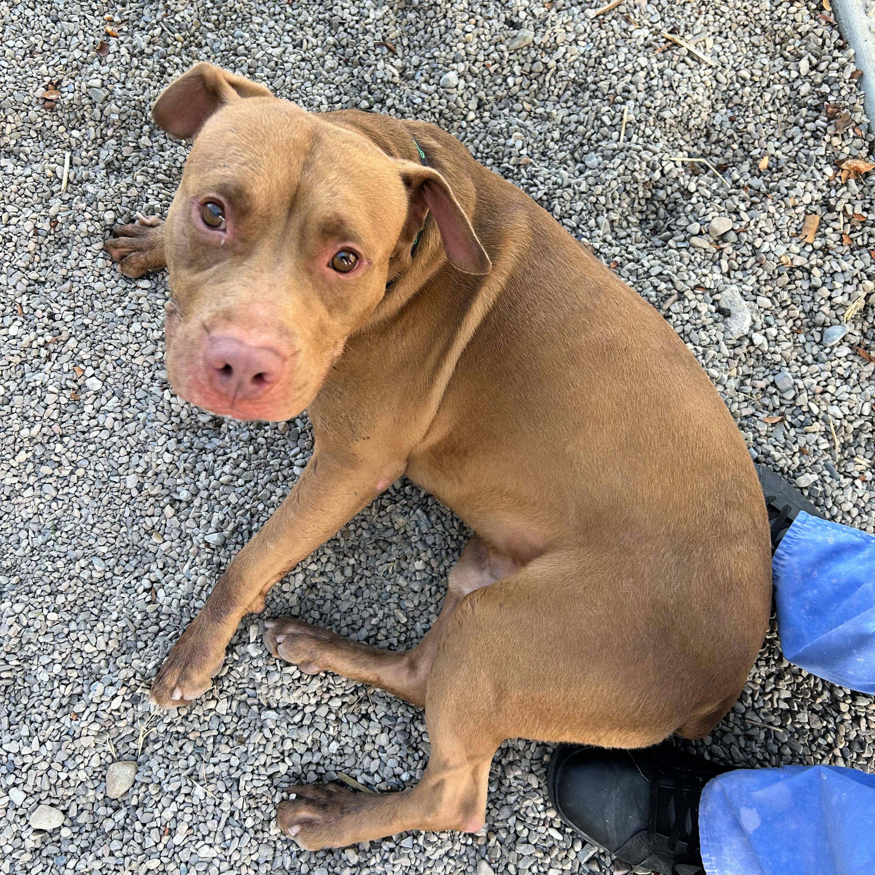 Enlarge Creed, a Adoptable mixed breed in Lindon, UT image 3/5
