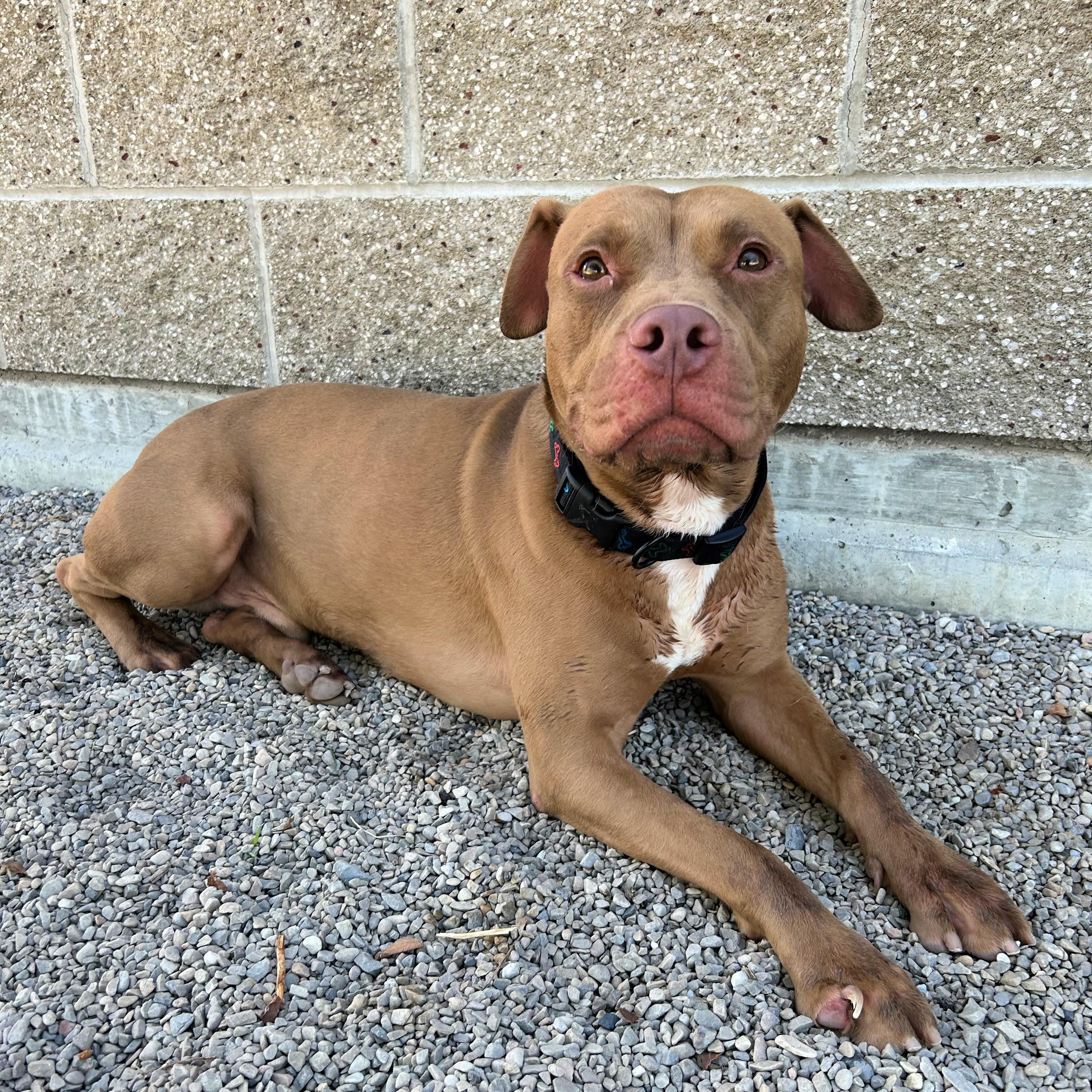 Creed, Adoptable, Adult Male Pit Bull Terrier.