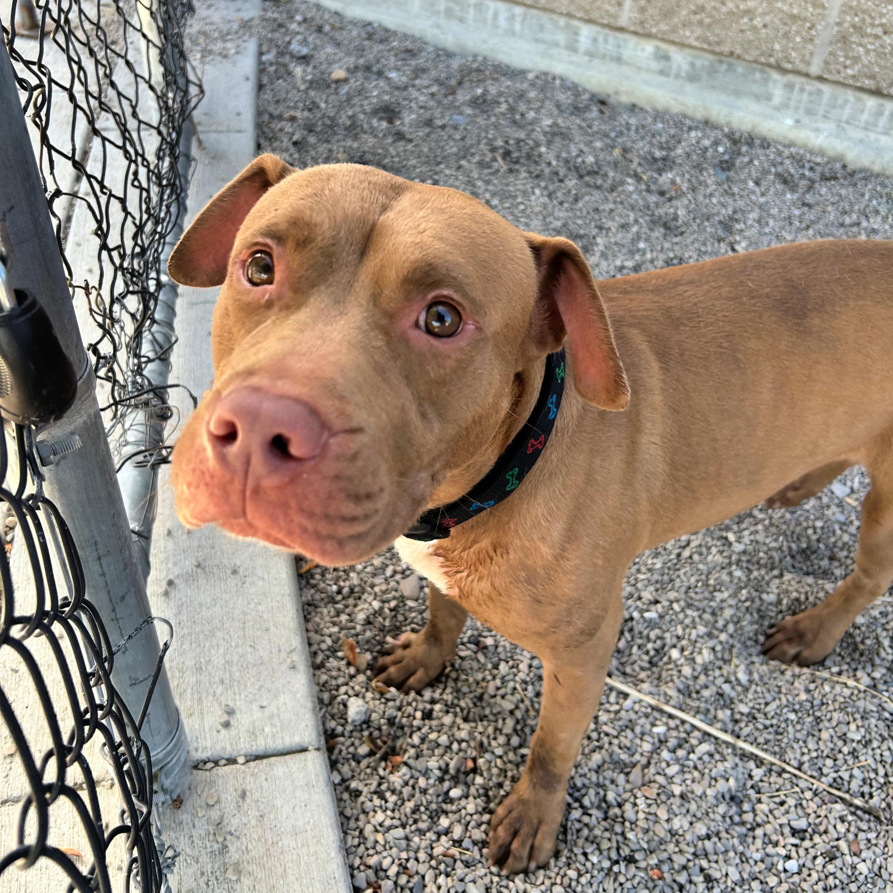 Enlarge Creed, a Adoptable mixed breed in Lindon, UT image 5/5