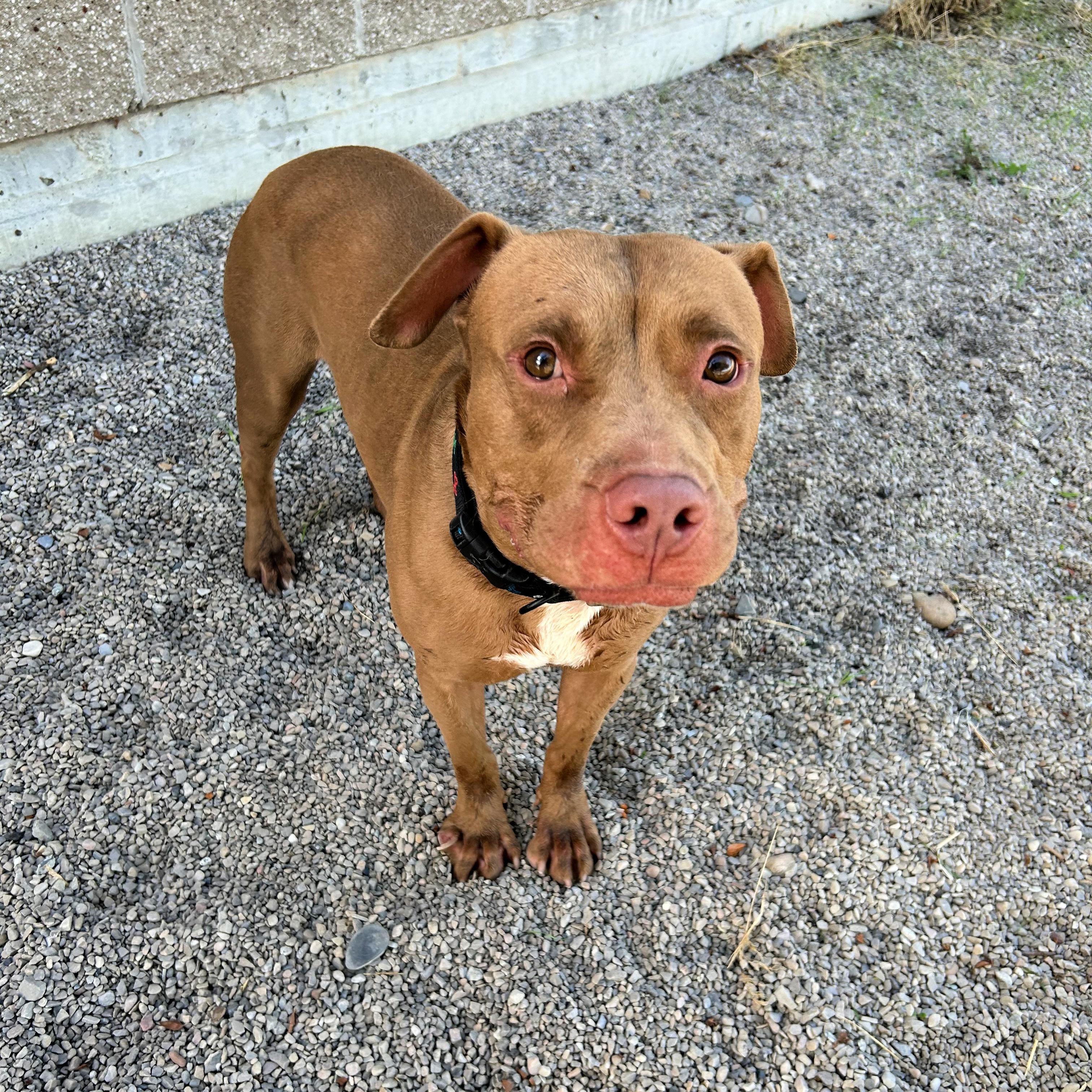 Enlarge Creed, a Adoptable mixed breed in Lindon, UT image 2/5