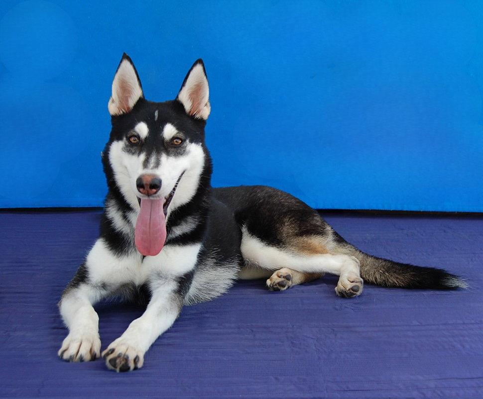 NINA, Adoptable, Young Female Siberian Husky.
