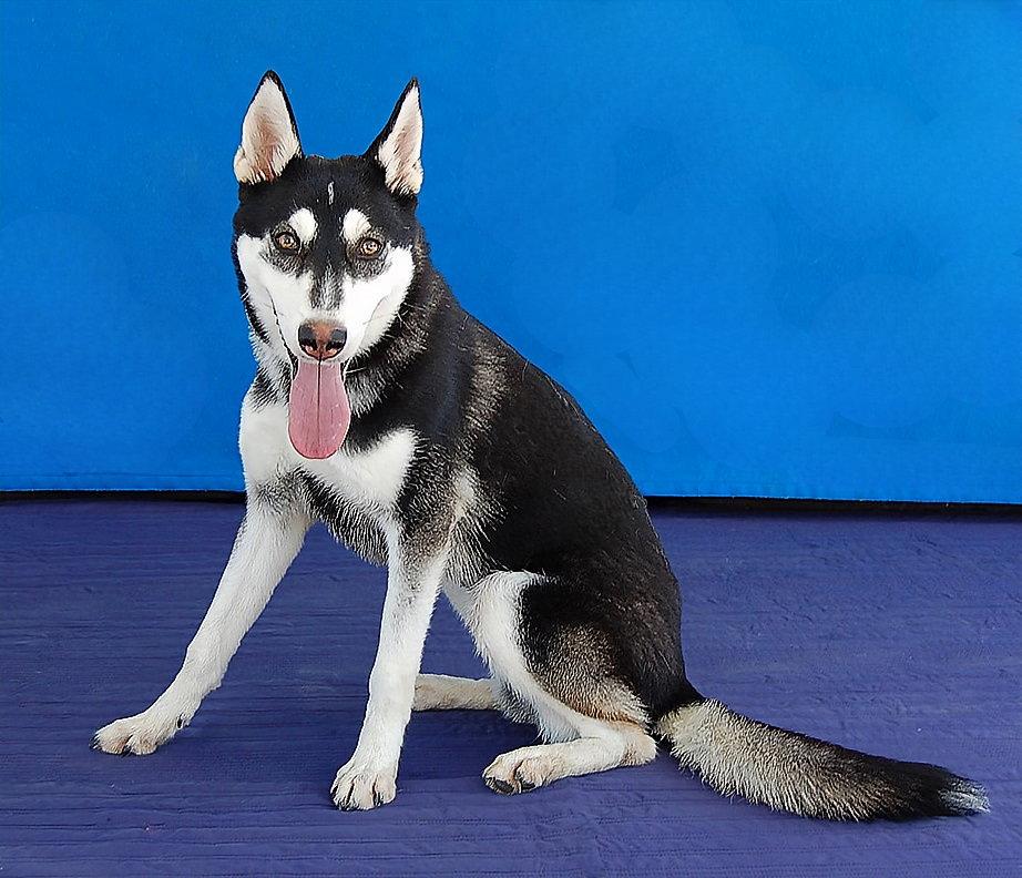 Enlarge NINA, a Adoptable Siberian Husky in Pasadena, CA image 2/3
