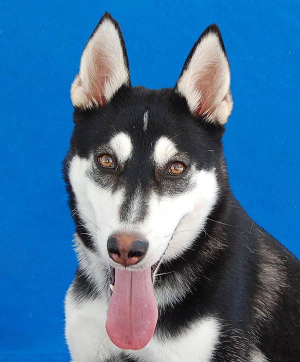 Enlarge NINA, a Adoptable Siberian Husky in Pasadena, CA image 3/3