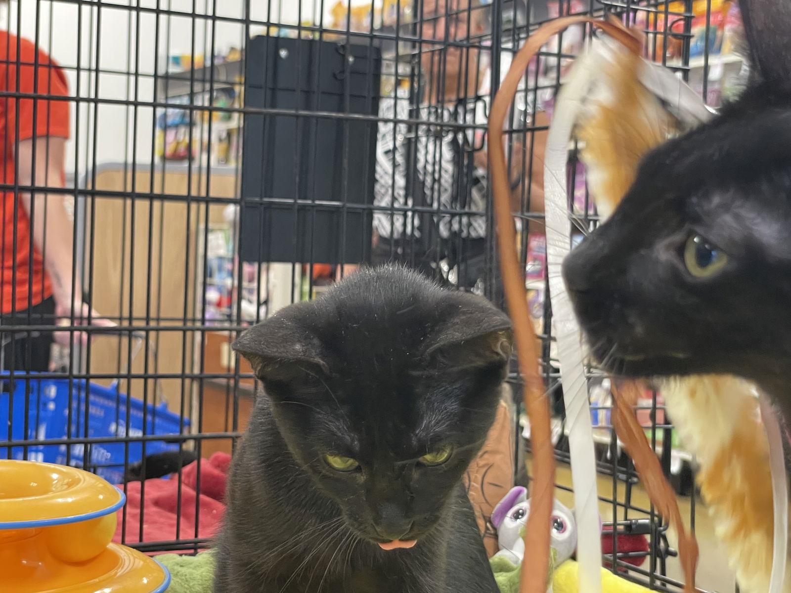 Enlarge Momo, a Adoptable Domestic Short Hair in Fort Lauderdale, FL image 1/3