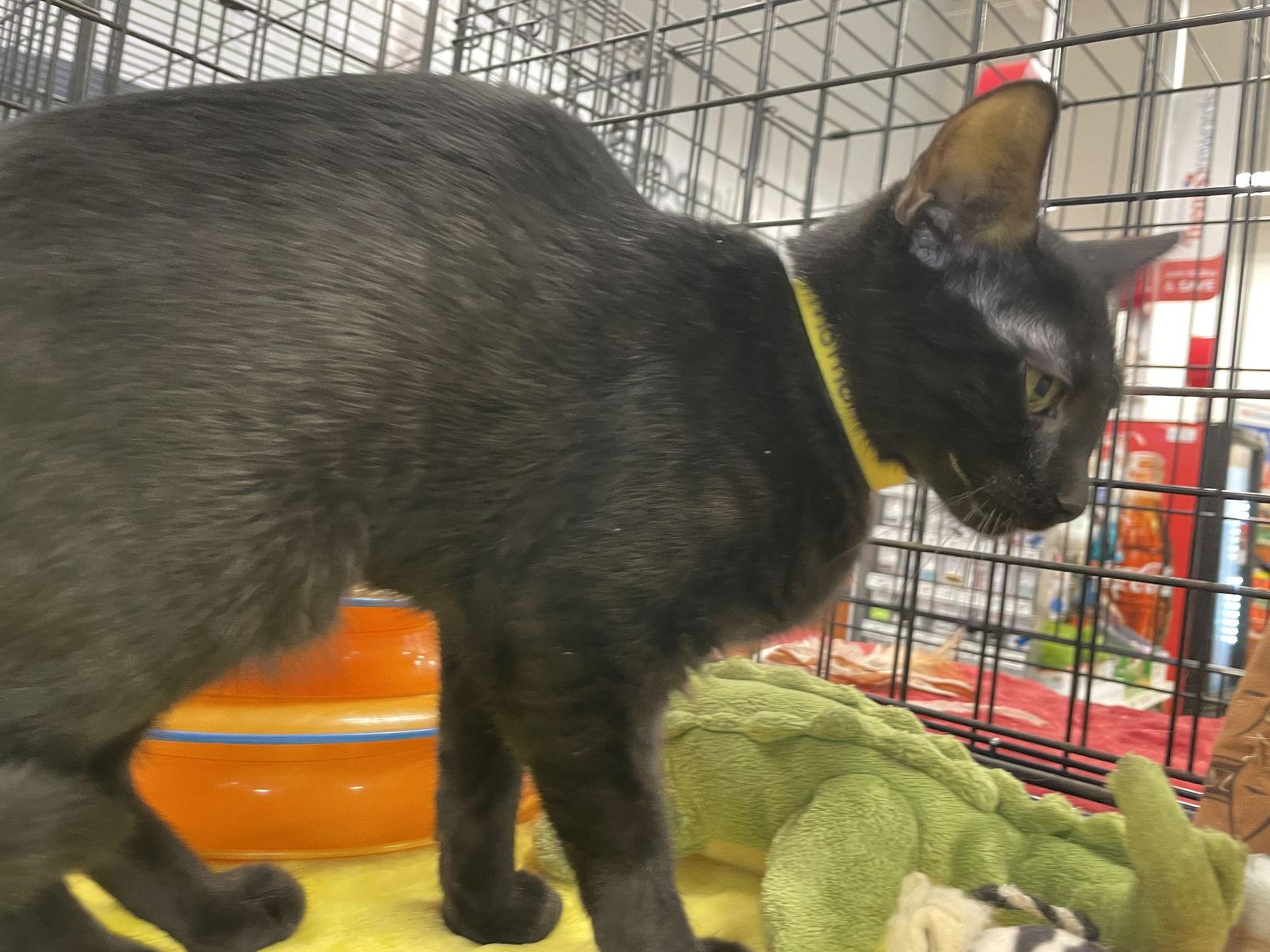 Enlarge Momo, a Adoptable Domestic Short Hair in Fort Lauderdale, FL image 2/3