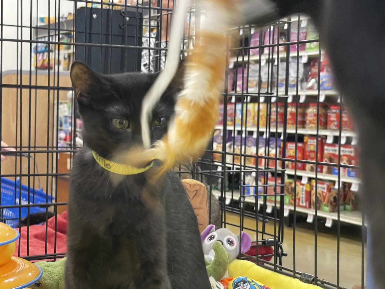 Enlarge Momo, a Adoptable Domestic Short Hair in Fort Lauderdale, FL image 3/3