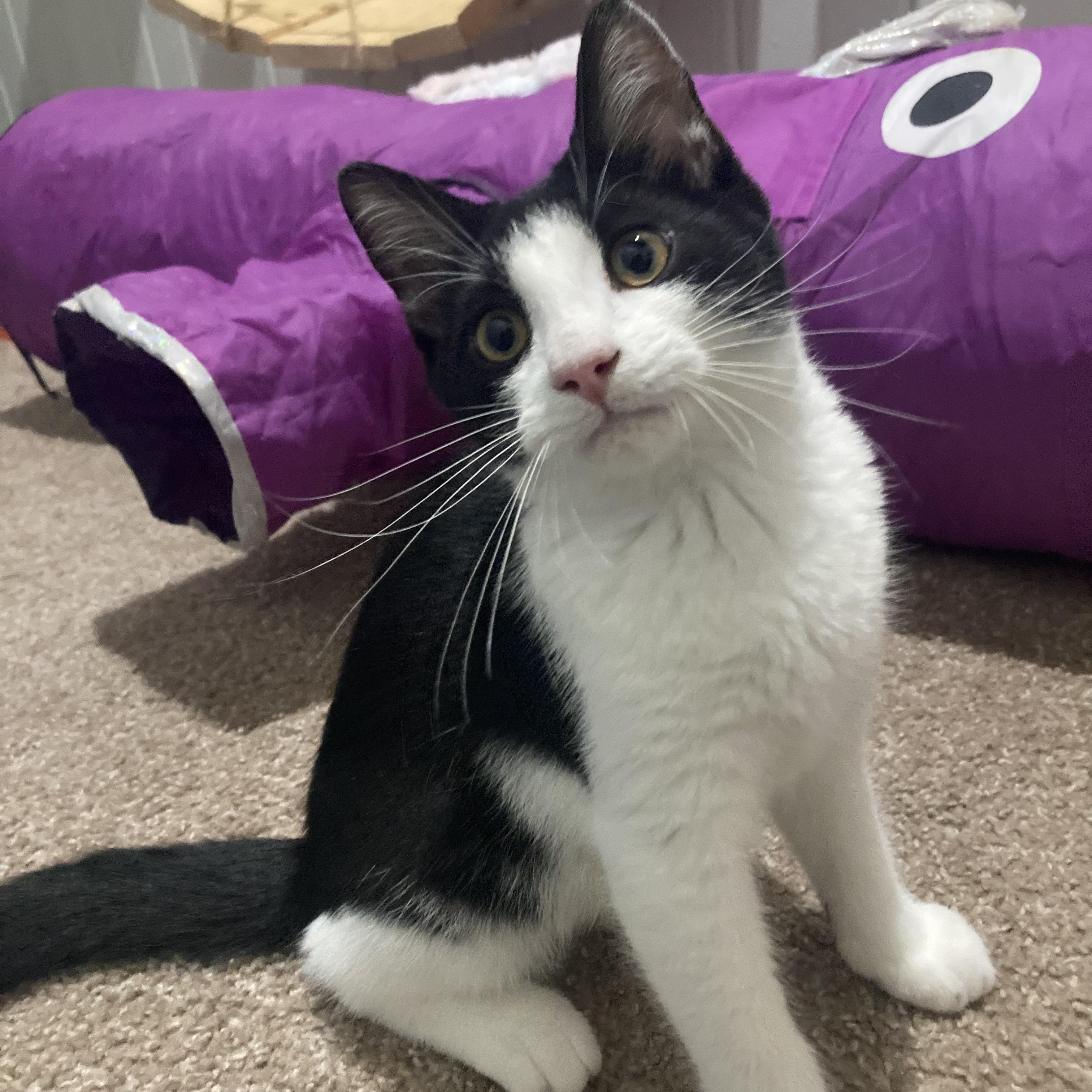 Home Fry, Adoptable, Kitten Male Domestic Short Hair.