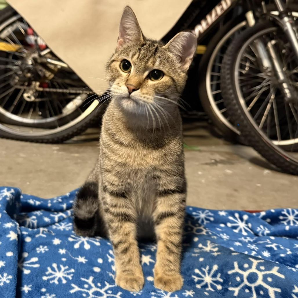 Fernando, Adoptable, Young Male Domestic Short Hair.