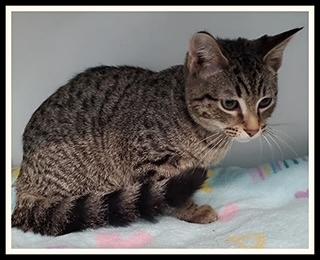 Enlarge SPECIAL, a Adoptable Domestic Short Hair in Peoria, IL image 1/1