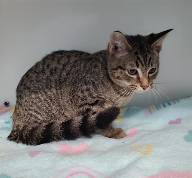 SPECIAL, Adoptable, Young Male Domestic Short Hair.