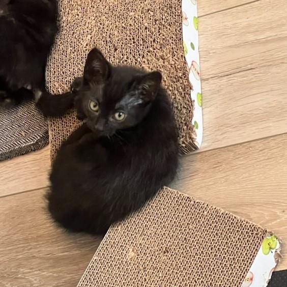 Eury, Adoptable, Kitten Female Domestic Short Hair.